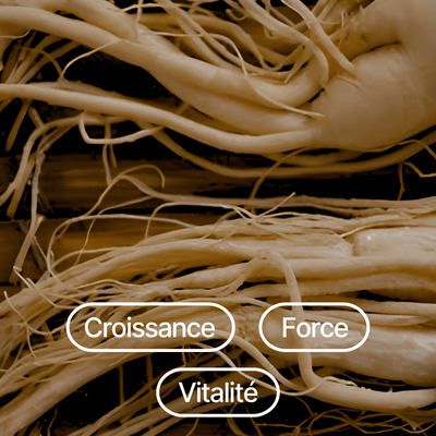 Panax Ginseng Extract