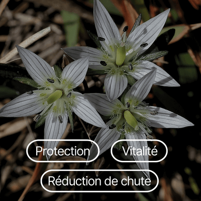 Swertia Japonica Extract